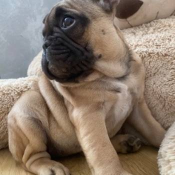 Francuski buldog
