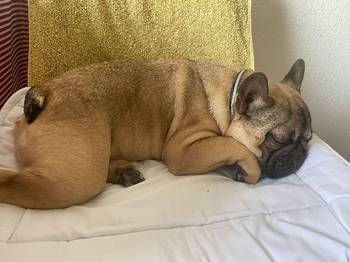 Francuski buldog