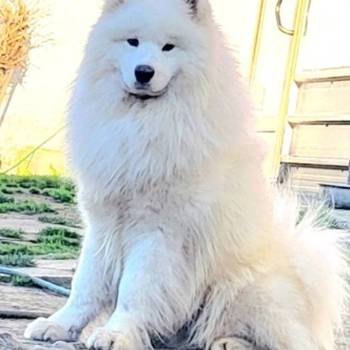 Samojed štenci i odrasli psi