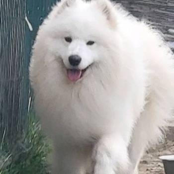 Samojed štenci i odrasli psi