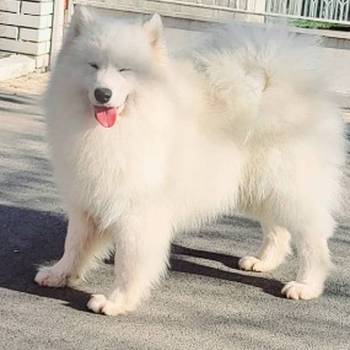 Samojed štenci i odrasli psi