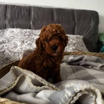 TOY crvene pudle Odgajivacnica Hopy queen poodle