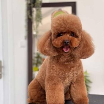 TOY crvene pudle Odgajivacnica Hopy queen poodle