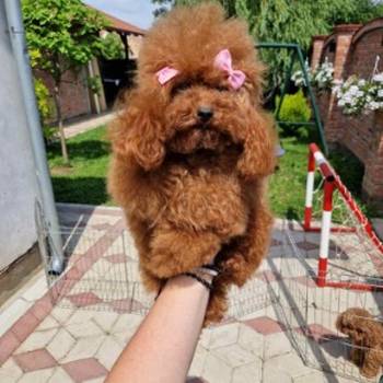 TOY crvene pudle Odgajivacnica Hopy queen poodle