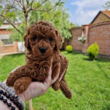 TOY crvene pudle Odgajivacnica Hopy queen poodle