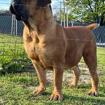 Južnoafrički mastif - Boerboel štenci