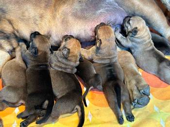 Južnoafrički mastif - Boerboel štenci