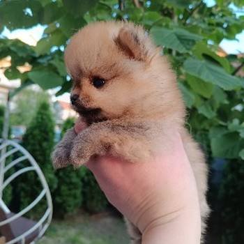 Pomeranac Top zenka