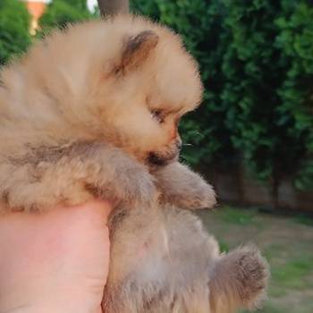Pomeranac Top zenka