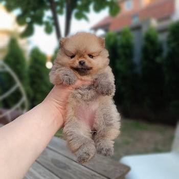 Pomeranac Top zenka