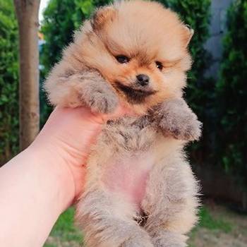 Pomeranac Top zenka
