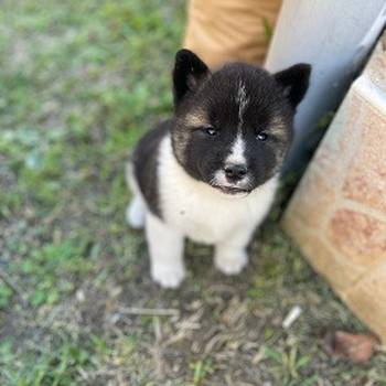 Američka Akita