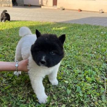 Američka Akita