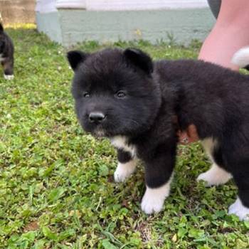 Američka Akita