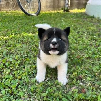 Američka Akita