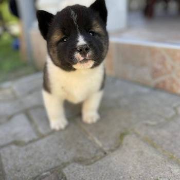 Američka Akita