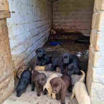 Štenci labradora