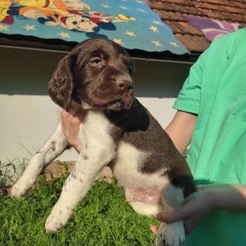 Little Minsterlander puppies