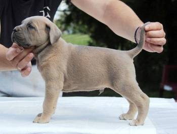 Cane Corso štenci