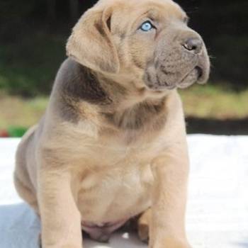 Cane Corso štenci