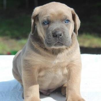 Cane Corso štenci