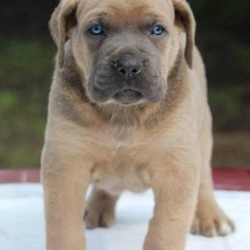 Cane Corso štenci