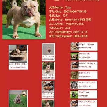 American bully exotic štenci