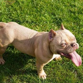 American bully exotic štenci