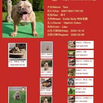 American bully exotic štenci