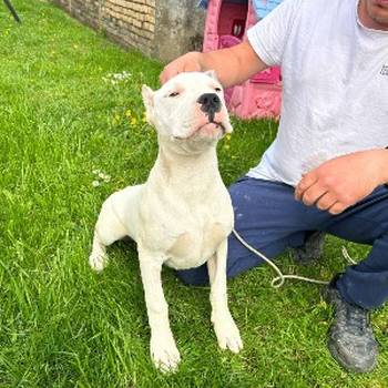 Zenkica Dogo Argentino