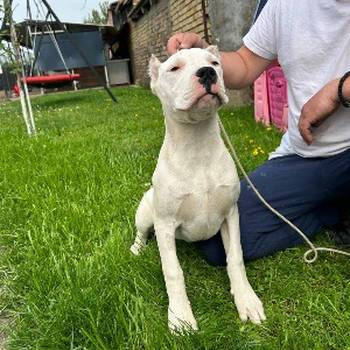 Zenkica Dogo Argentino