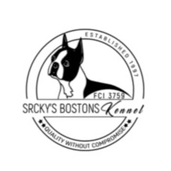 Boston terrier stenad