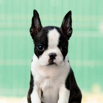 Boston terrier stenad