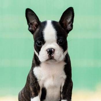 Boston terrier stenad
