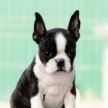 Boston terrier stenad