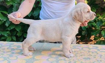 Štenci labrador retrivera