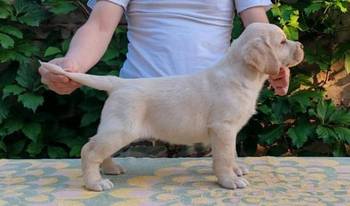 Štenci labrador retrivera
