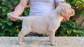 Štenci labrador retrivera