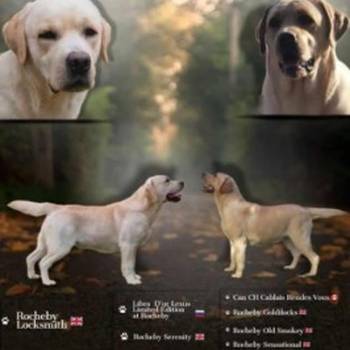 Štenci labrador retrivera