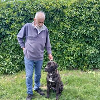 Cane Corso