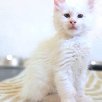 Maine Coon mačići