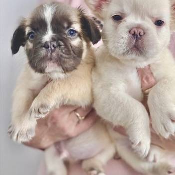Francuski buldog štenci dugodlaki,"fluffy"