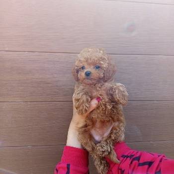 Toy pudle