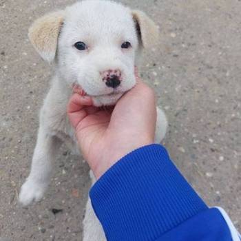 Žensko štene mešanca labradora na poklon