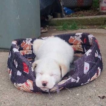 Žensko štene mešanca labradora na poklon