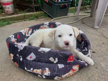 Žensko štene mešanca labradora na poklon