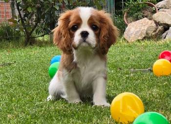 Cavalir king Charles spaniel štene vrhunskog kvaliteta
