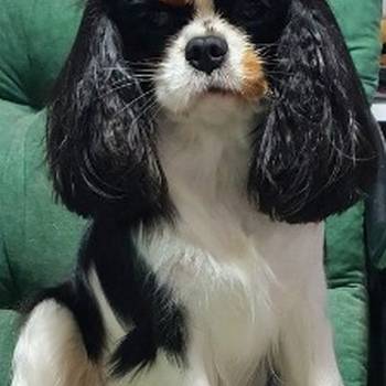 Cavalir king Charles spaniel štene vrhunskog kvaliteta