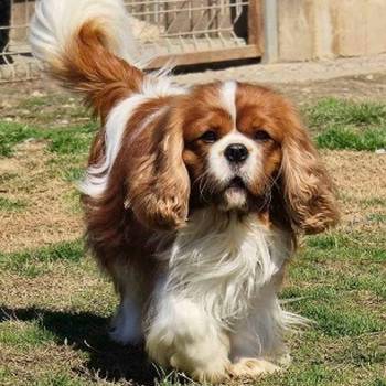 Cavalir king Charles spaniel štene vrhunskog kvaliteta