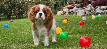 Cavalir king Charles spaniel štene vrhunskog kvaliteta